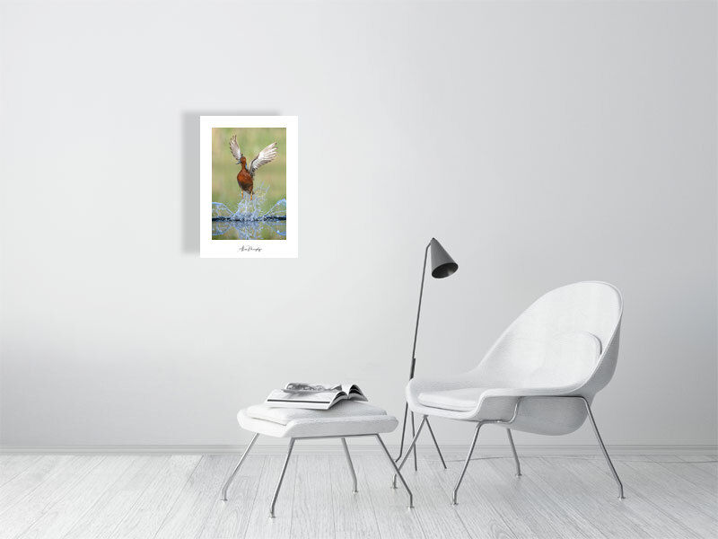 Thumbnail: Cinnamon Teal 14