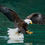 Thumbnail: Bald Eagle 120