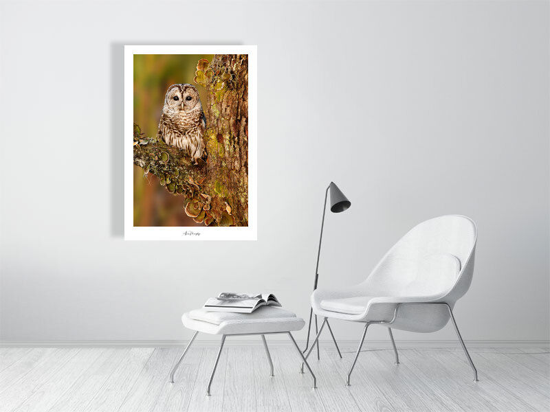 Thumbnail: Barred Owl 9