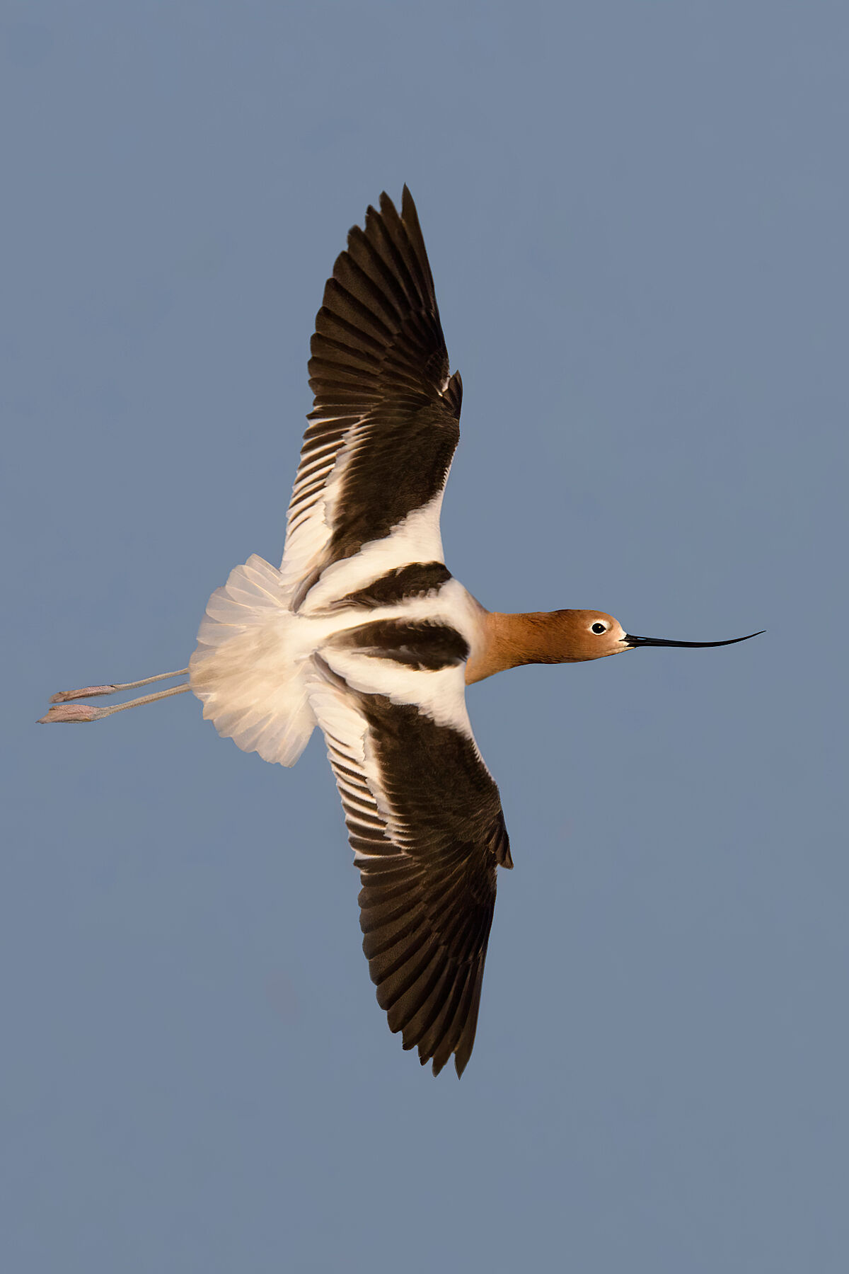 American Avocet 8