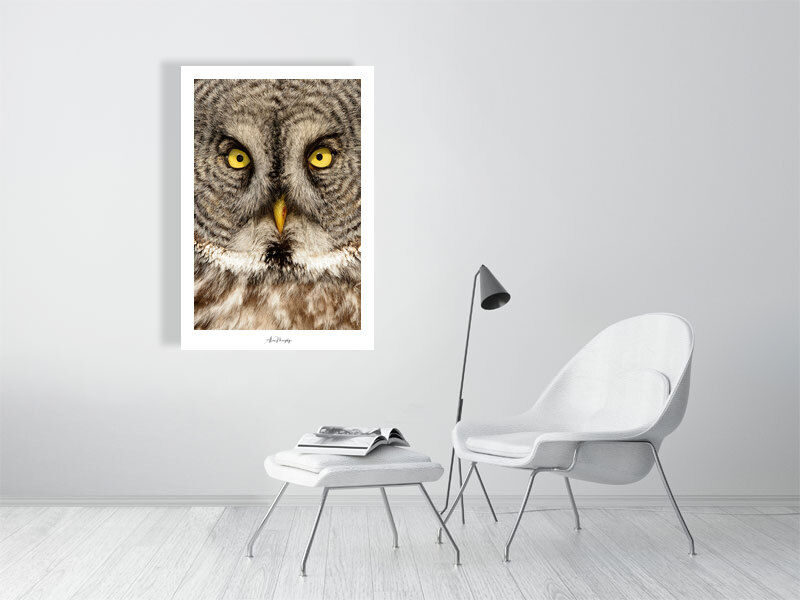 Thumbnail: Great Gray Owl 90