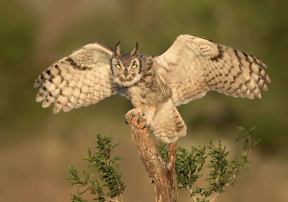 Great-horned Owl 41.jpg