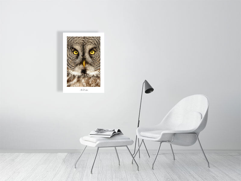 Thumbnail: Great Gray Owl 90
