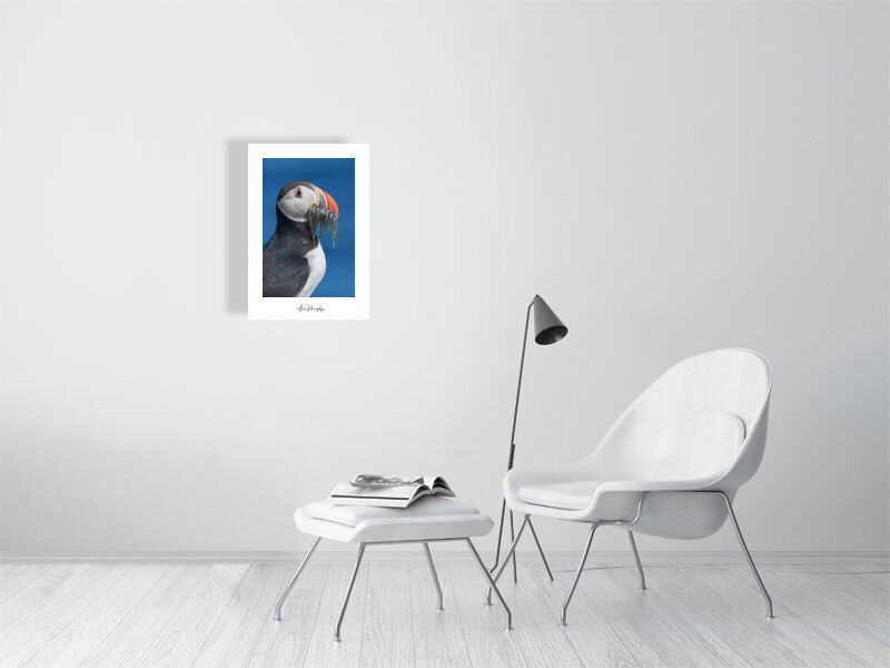 Thumbnail: Atlantic Puffin 2