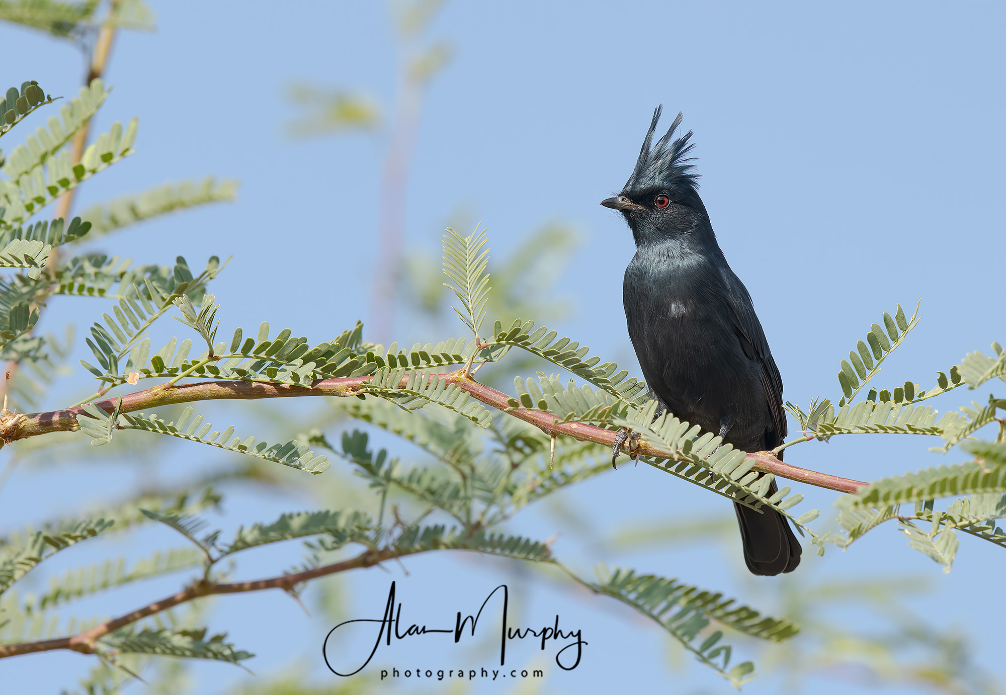 28 | Pima Co | AZ | Sept