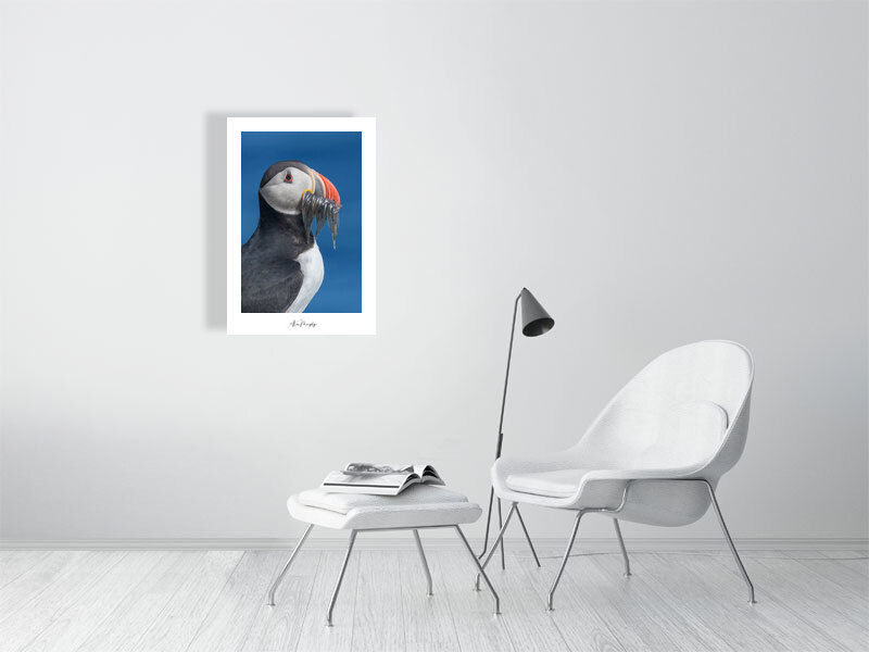 Thumbnail: Atlantic Puffin 2