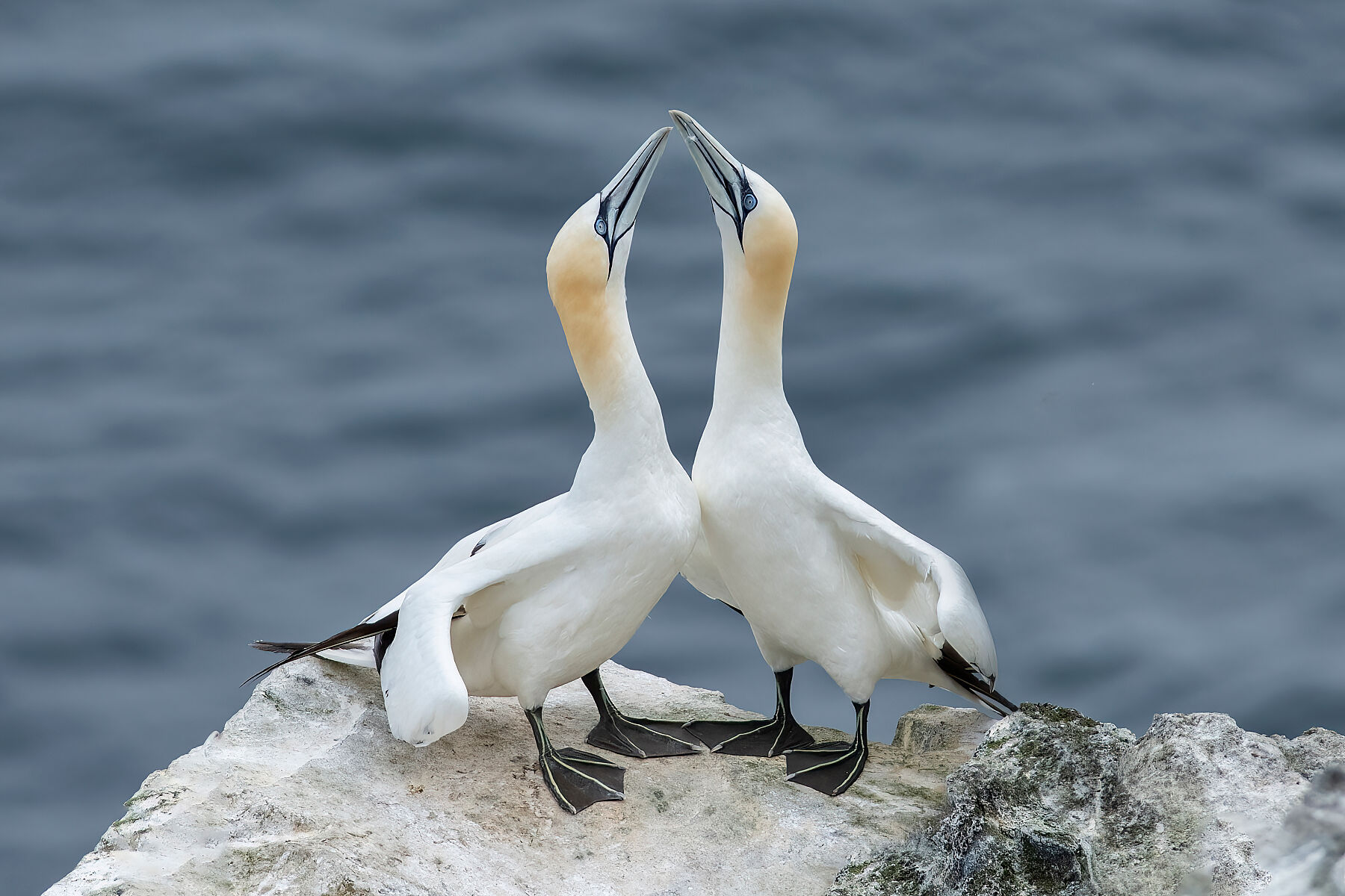 Northern Gannet 7