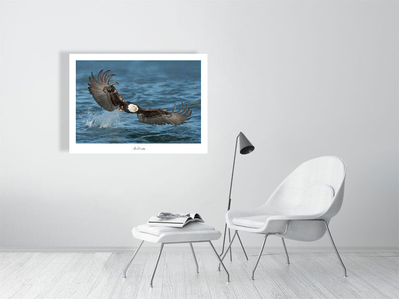 Thumbnail: Bald Eagle 211