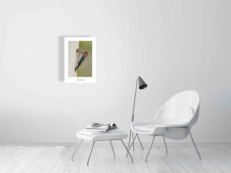 Thumbnail: Red-Naped Sapsucker 16