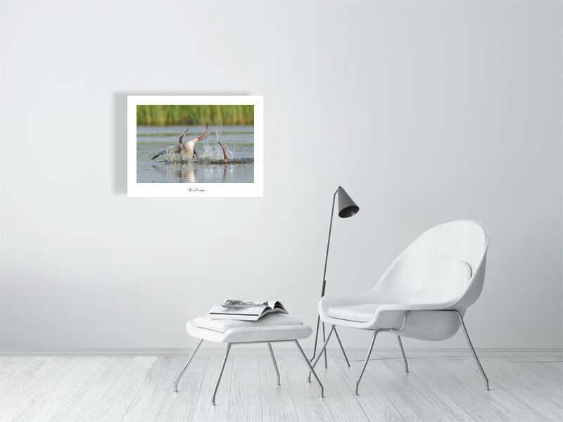 Thumbnail: Red-Throated Loon 18