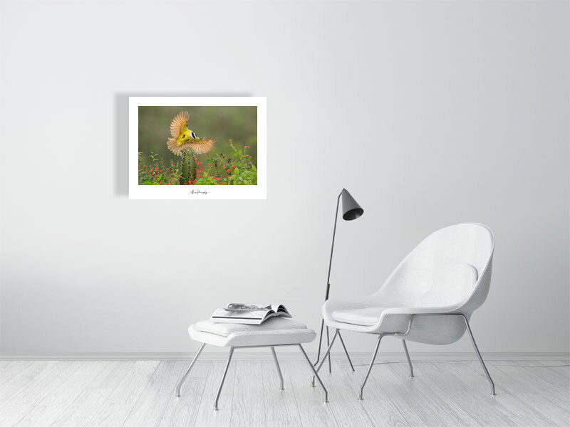 Thumbnail: Great Kiskadee 175