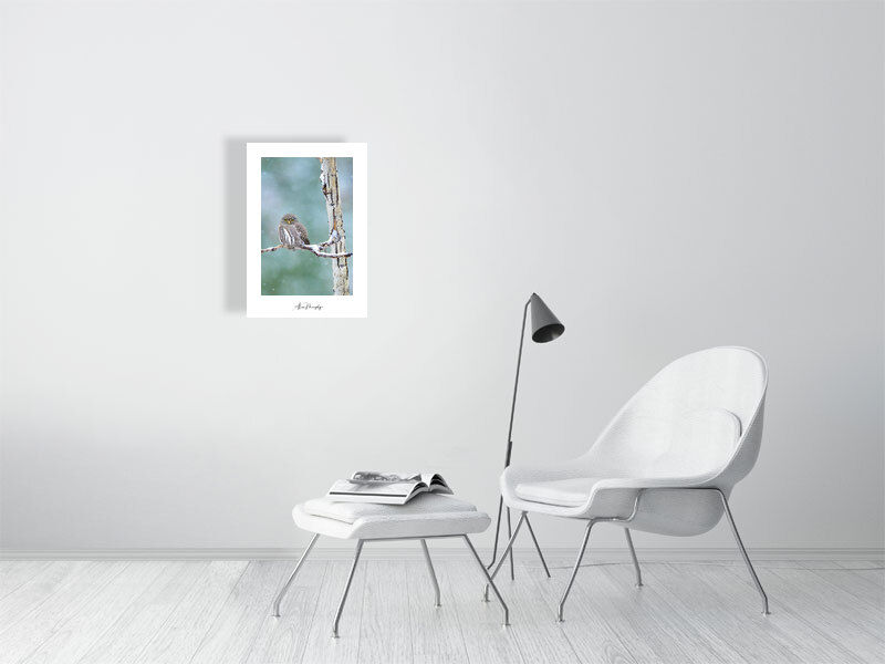 Thumbnail: Northern Pygmy-Owl 9