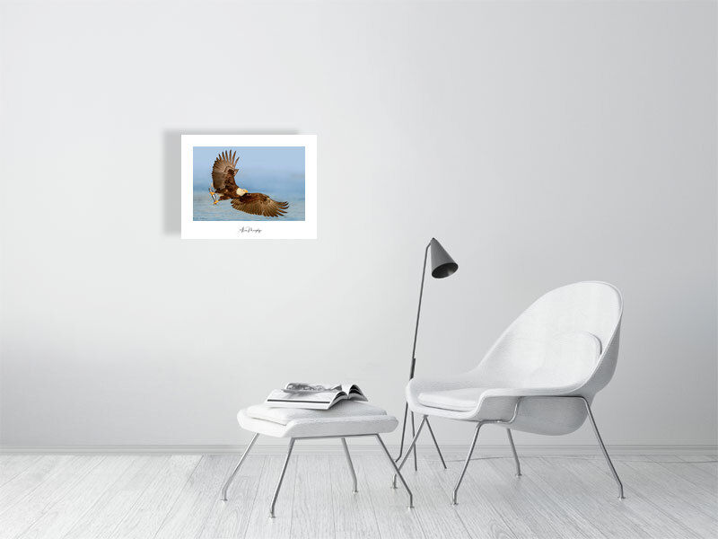 Thumbnail: Bald Eagle 146