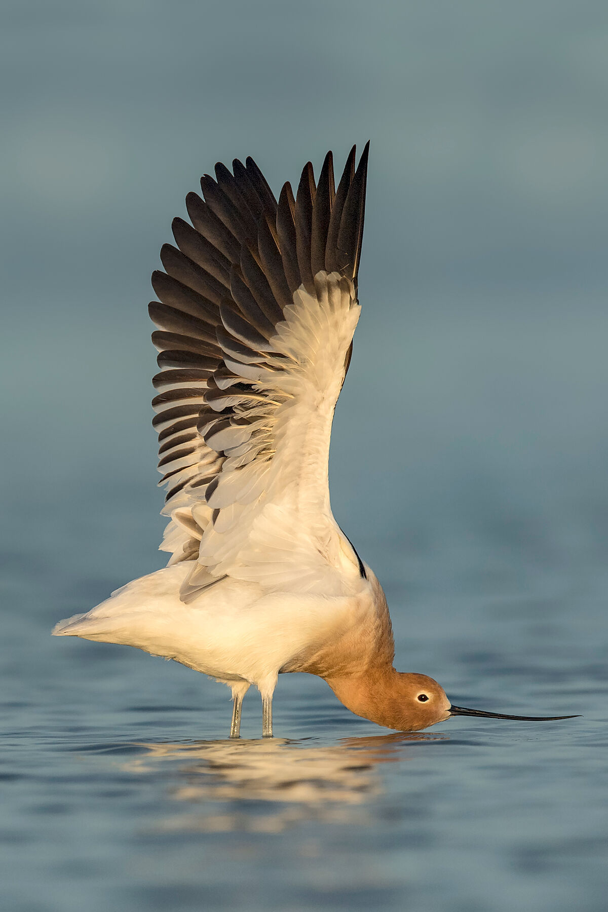 American Avocet 11