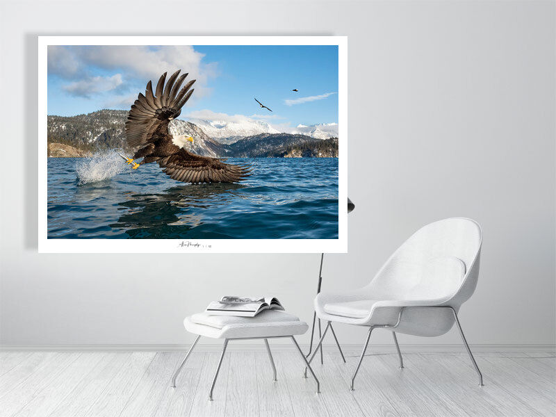 Thumbnail: Bald Eagle Grab 