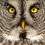 Thumbnail: Great Gray Owl 90