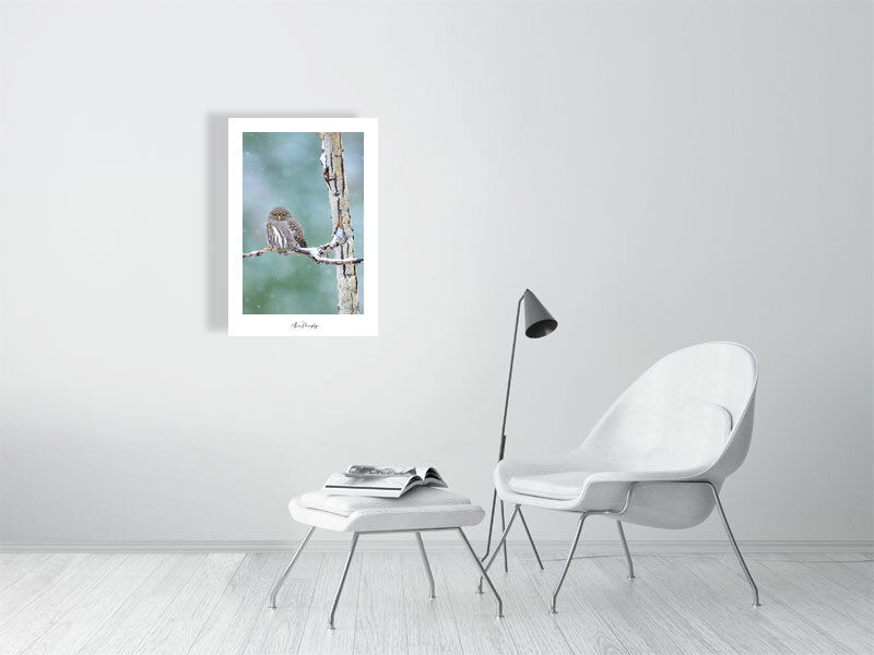 Thumbnail: Northern Pygmy-Owl 9