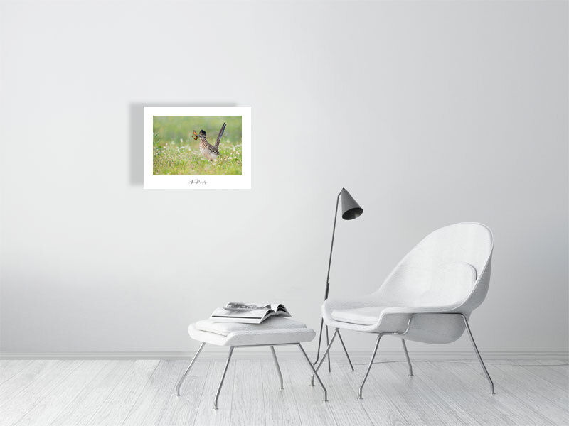 Thumbnail: Greater Roadrunner 70