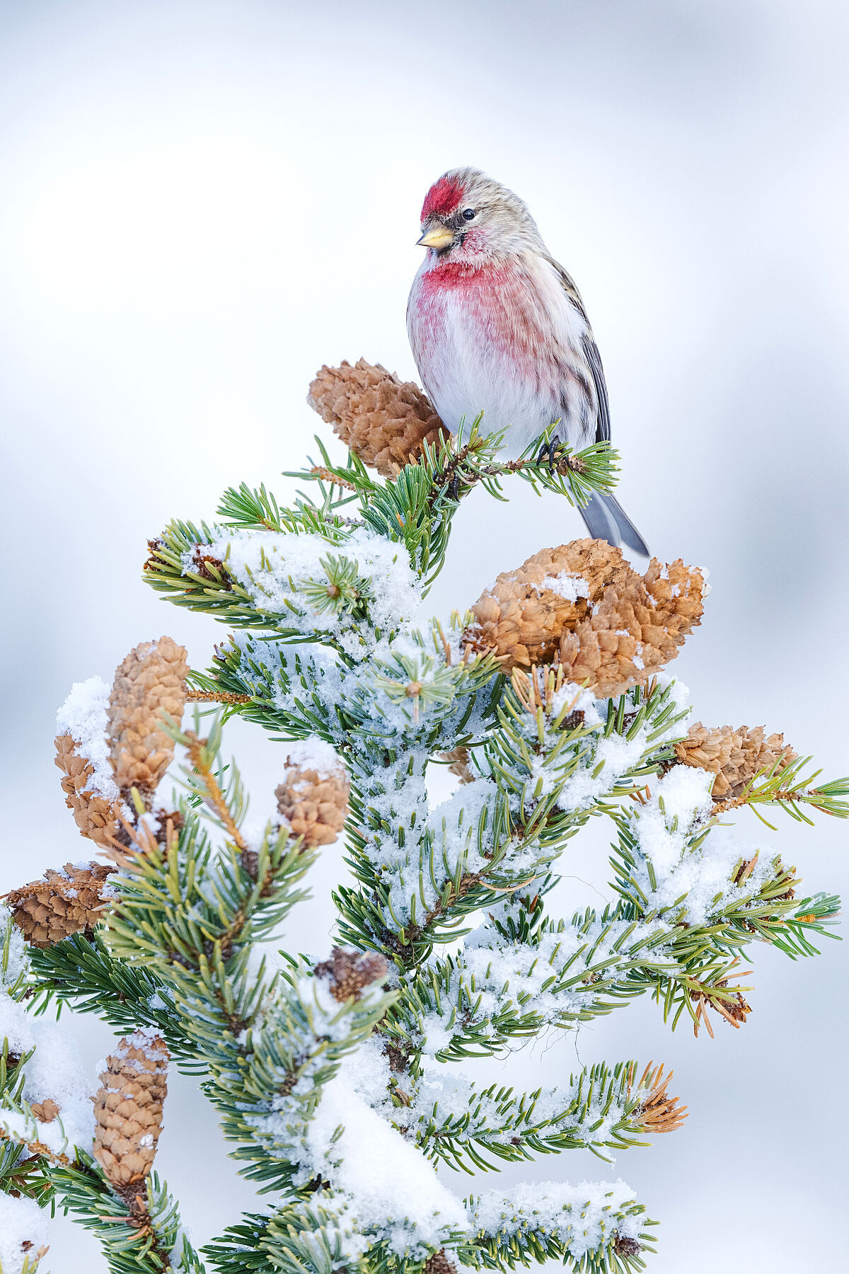 Common Redpoll 71