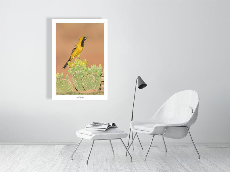 Thumbnail: Hooded Oriole 58