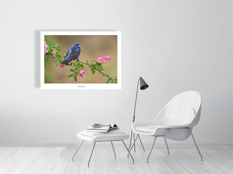 Thumbnail: Blue Grosbeak 51