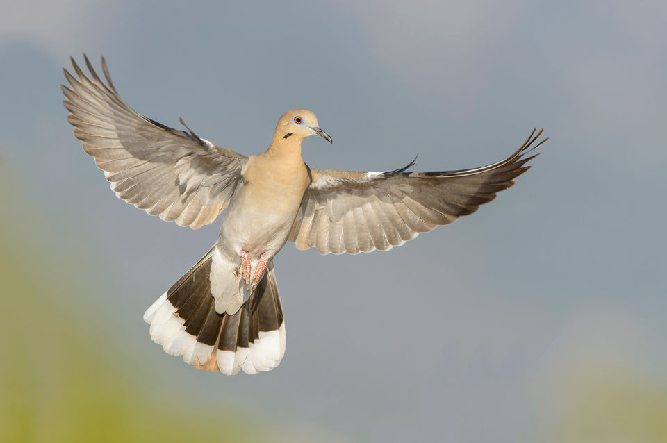 White-winged Dove 