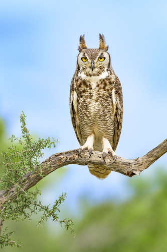 Great-Horned Owl 47 | Alan Murphy