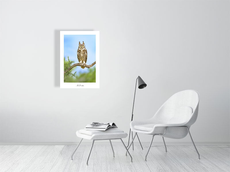 Thumbnail: Great-Horned Owl 47