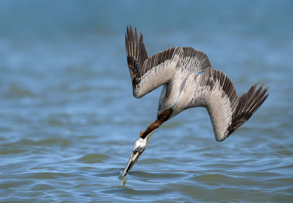 Brown Pelican 18.tif