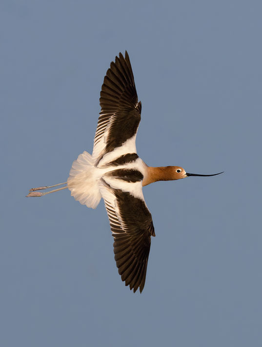 American Avocet 