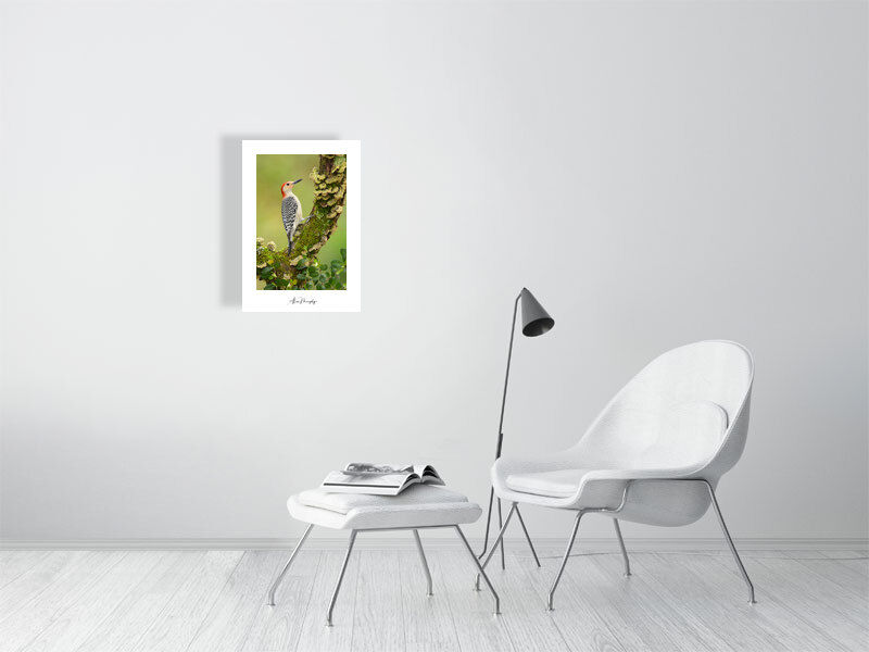 Thumbnail: Red-Bellied Woodpecker 26