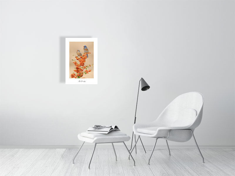 Thumbnail: Western Bluebird 87