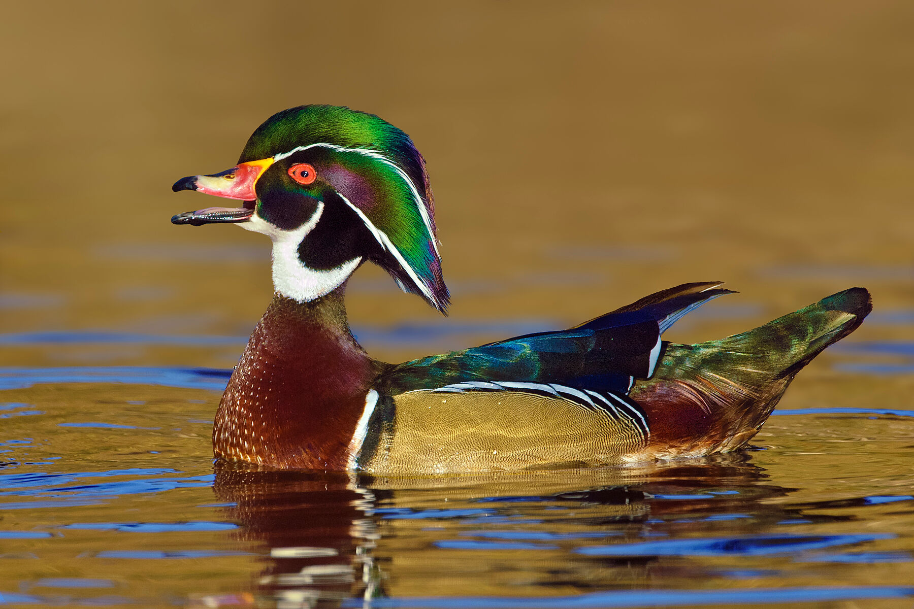 Wood Duck 19
