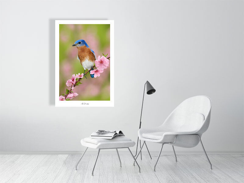 Thumbnail: Eastern Bluebird 93