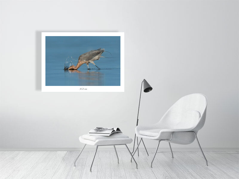 Thumbnail: Reddish Egret 15