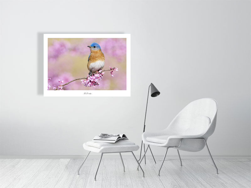 Thumbnail: Eastern Bluebird 67