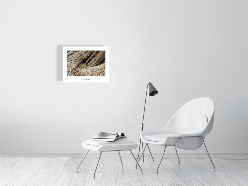 Thumbnail: Ferruginous Pygmy-Owl 3