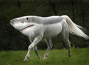 ShaHorse.jpg