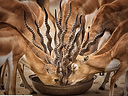 The Gazelles.png