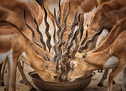 The Gazelles.png
