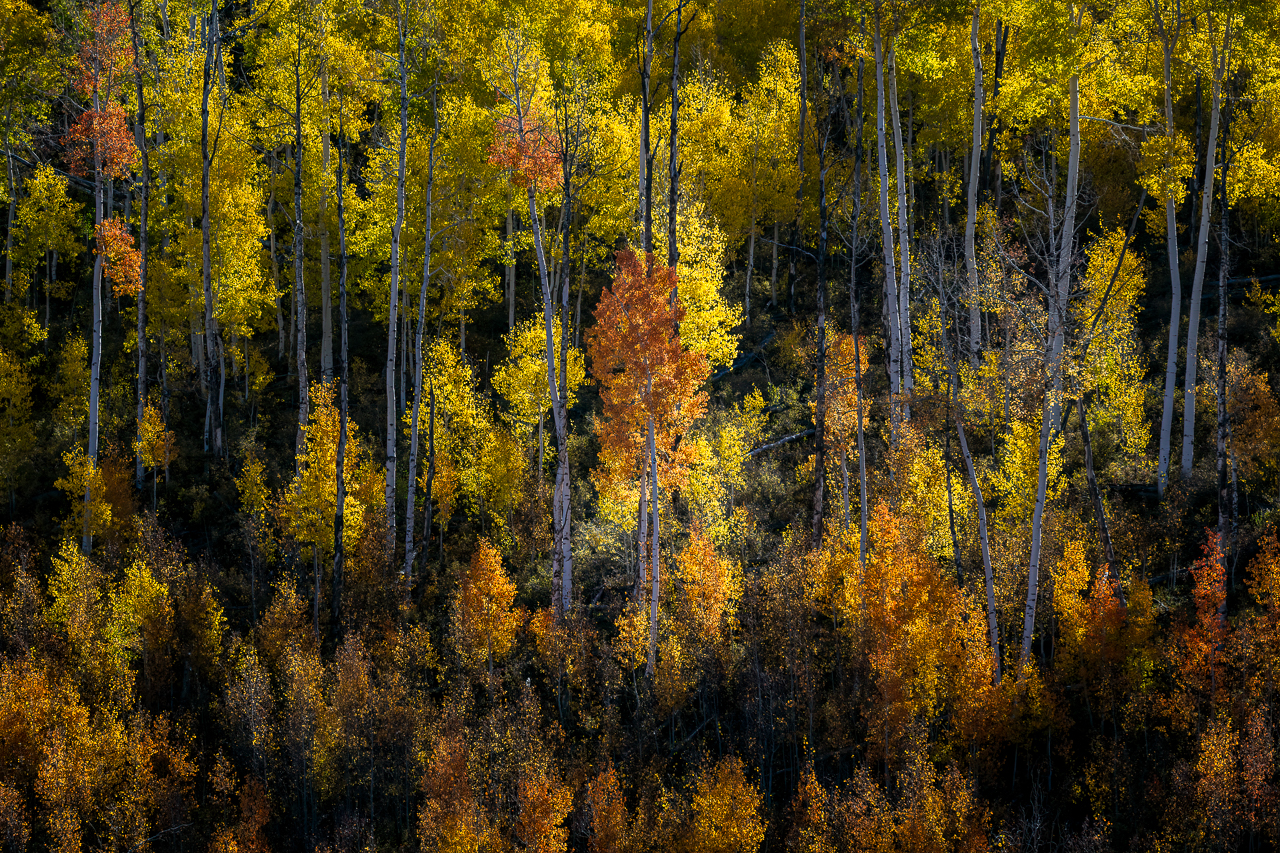 Telluride2021--24.jpg