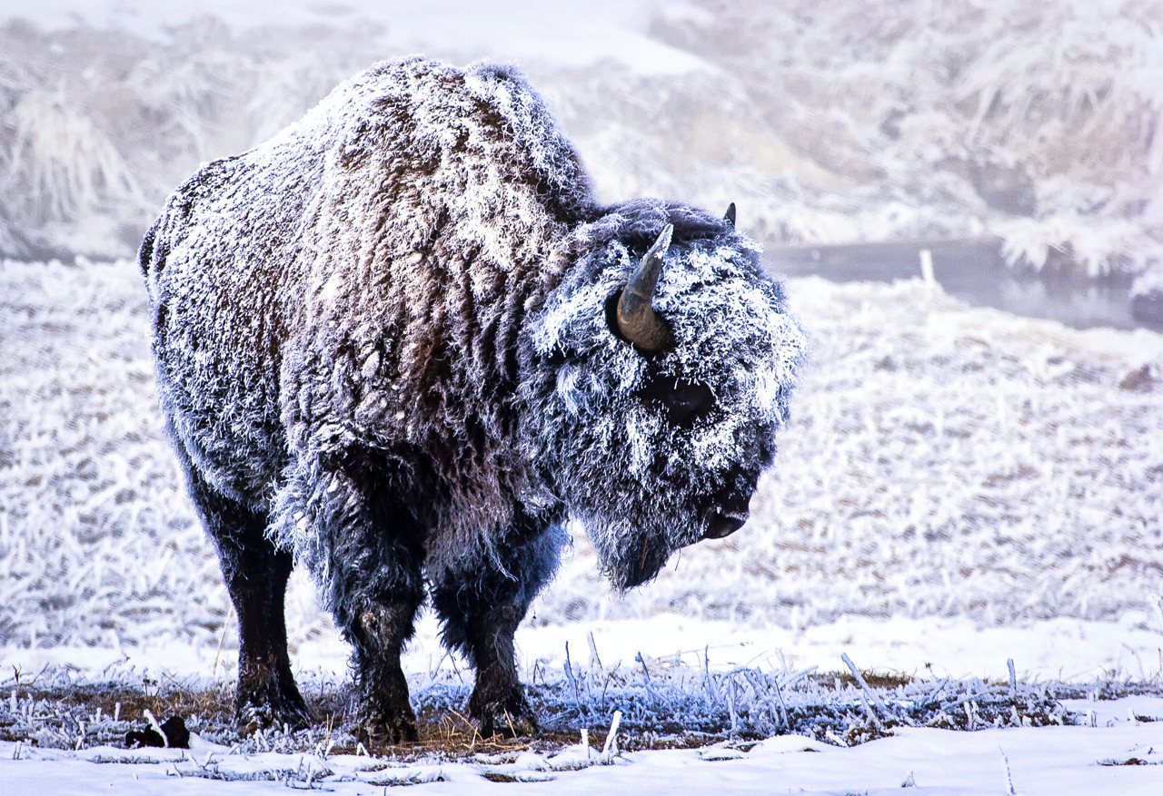 Frosted Bison