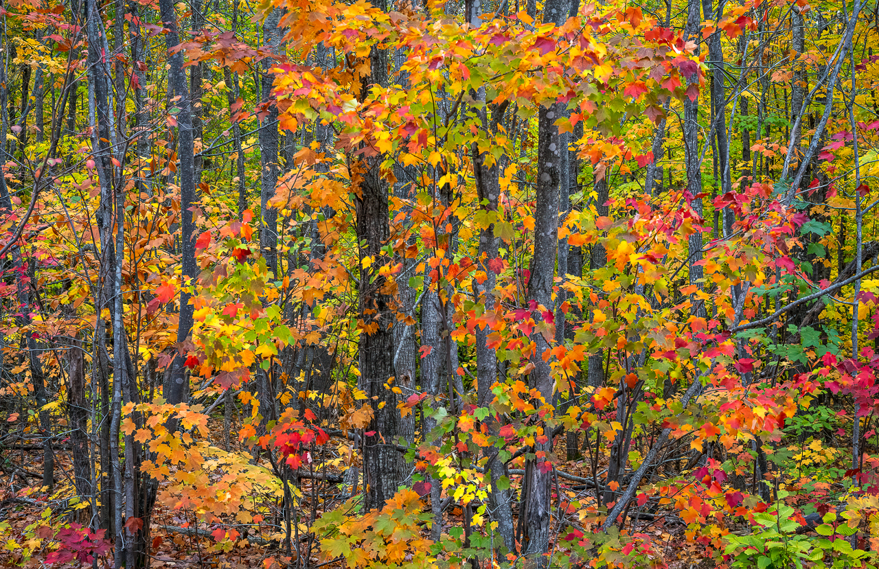 UP2021 (26 of 26).jpg