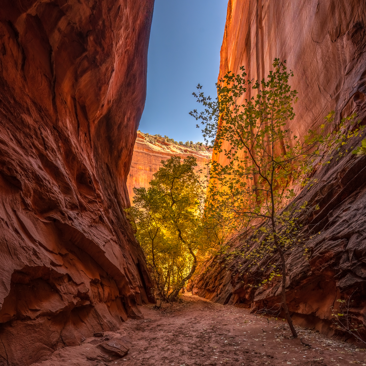 Monk's Alcove - Escalante
