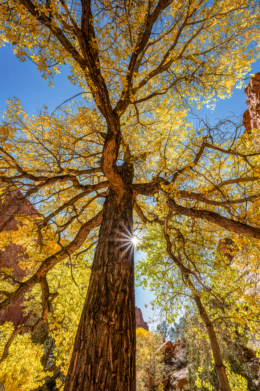 Cottonwood Sunburst