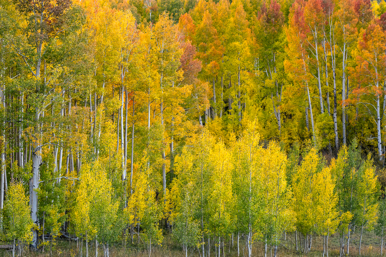 Telluride2021--21.jpg