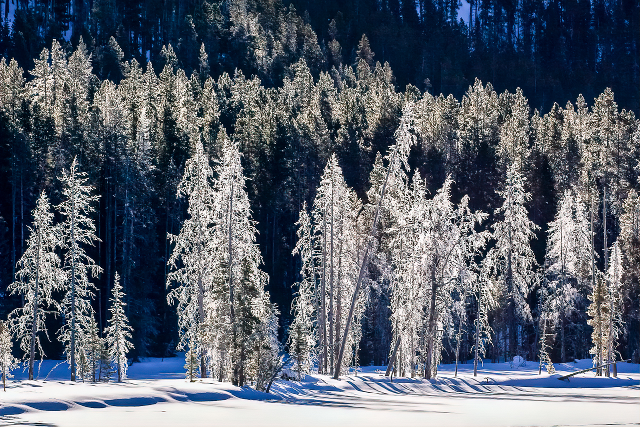 Bright Frosty Morning