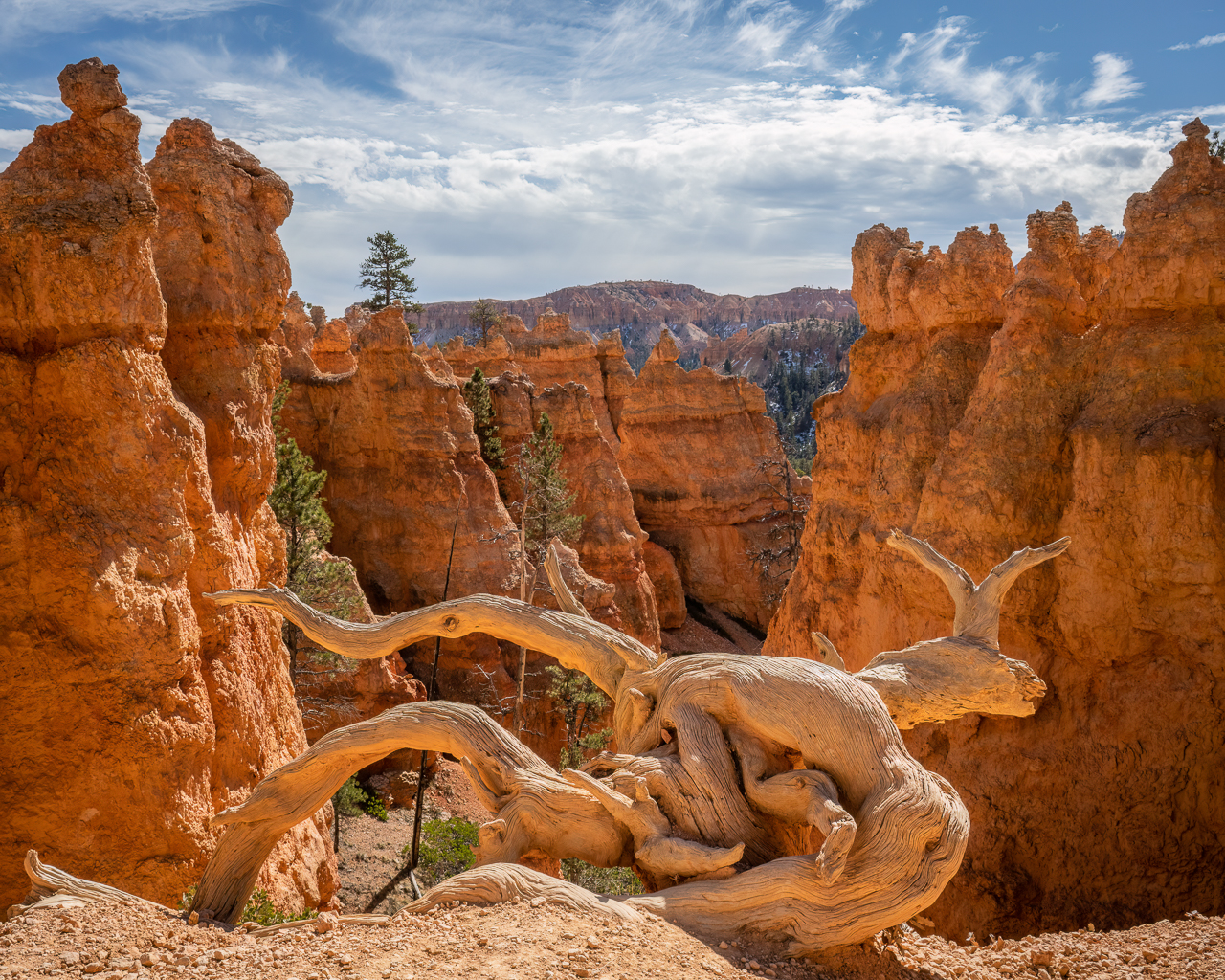 Bryce Canyon Gnarly Overlook