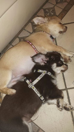 Amika & Arkani of CreamTeamChihuahua