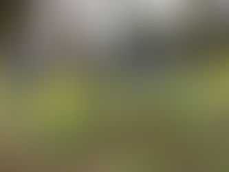 Spring Forward to a Host of Golden Daffodils